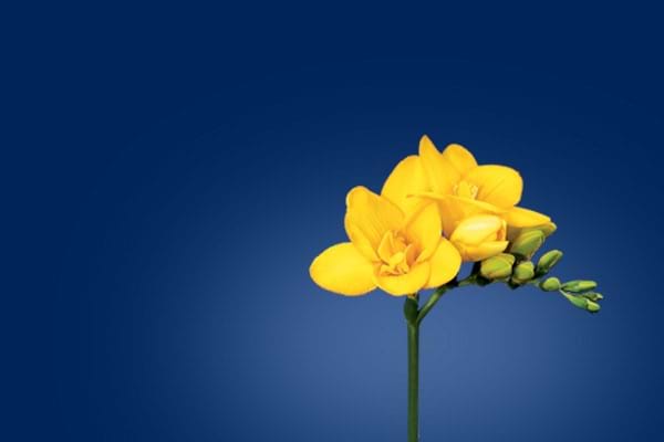 Freesias