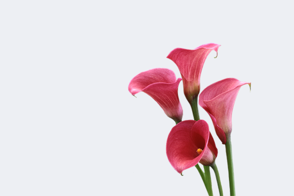 CALLA LILY BULBS AND ZANTANDESCHIA TUBERS