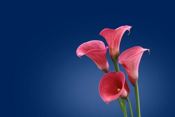 CALLA LILY BULBS AND ZANTANDESCHIA TUBERS