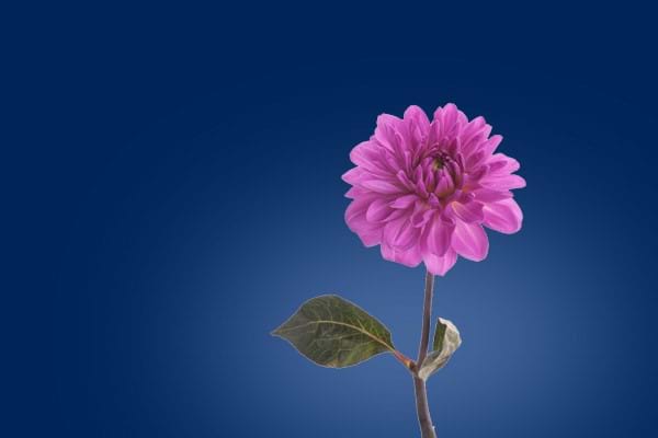 Dahlias