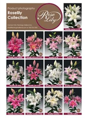 Roselily Collection