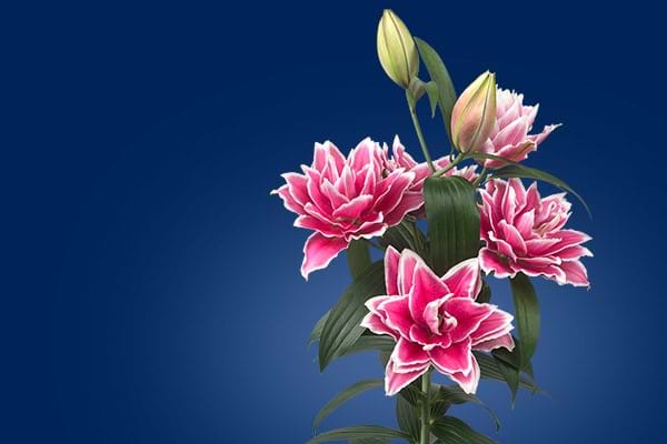 Roselilies
