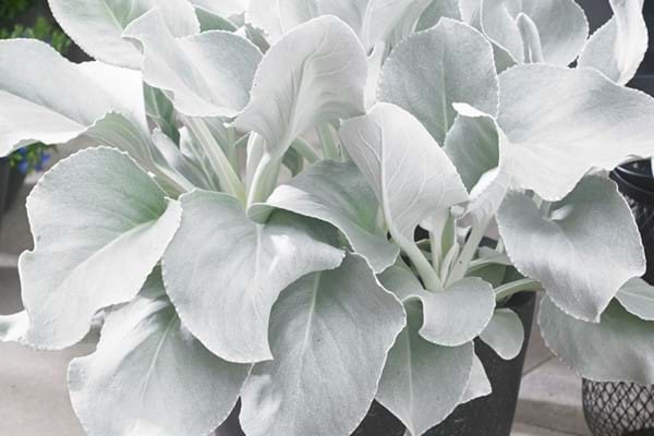 Senecio Angel Wings Available Week 38!