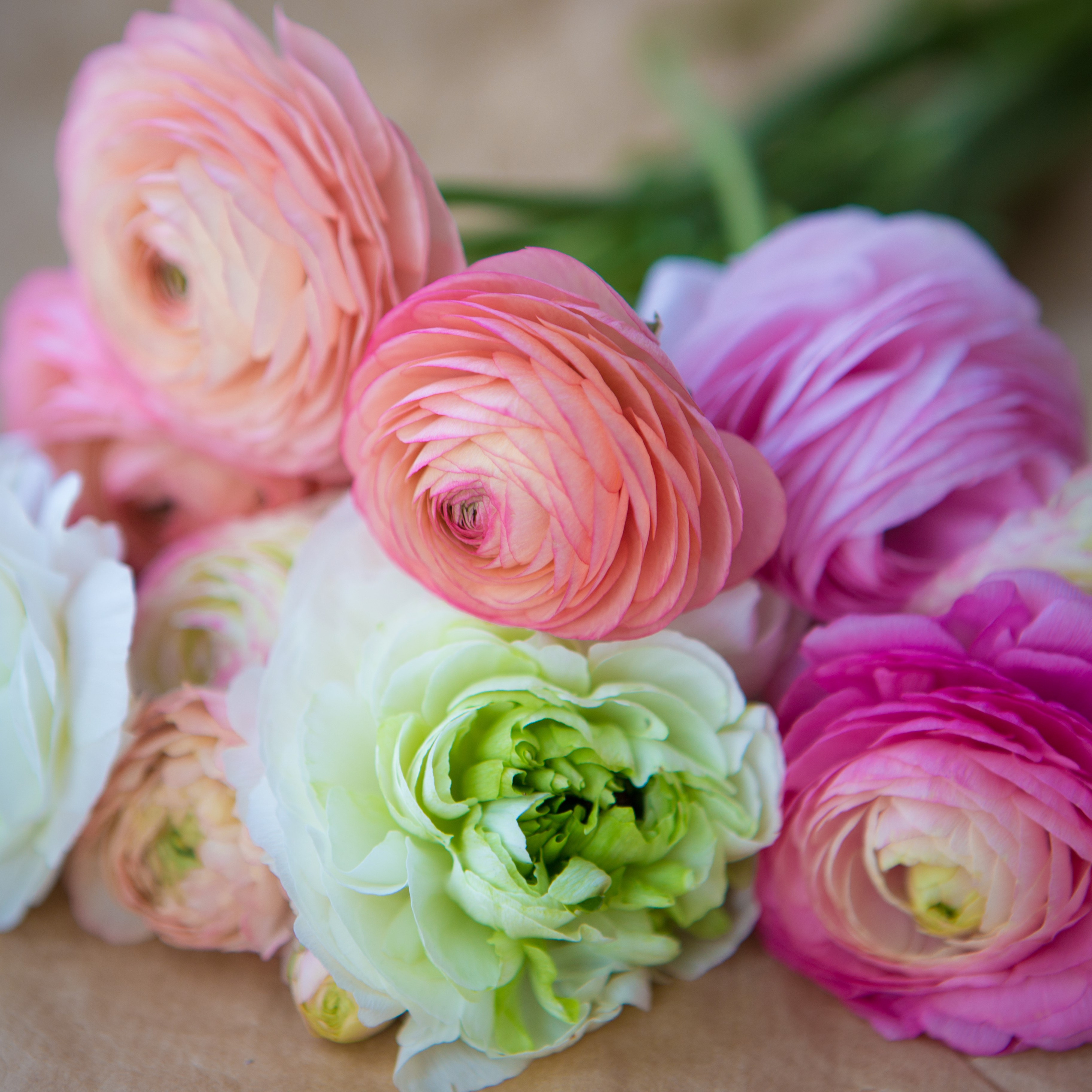 Tecolote® Ranunculus