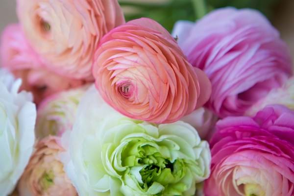 Tecolote® Ranunculus