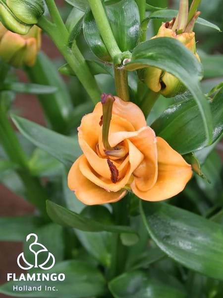 Apricot Fudge®