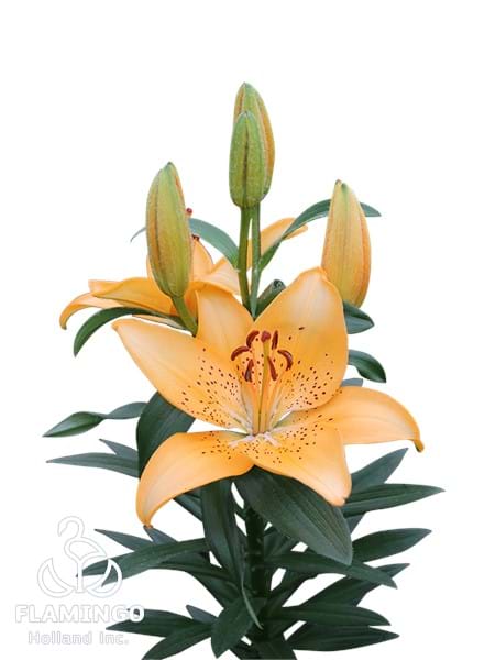 Apricot Joy®