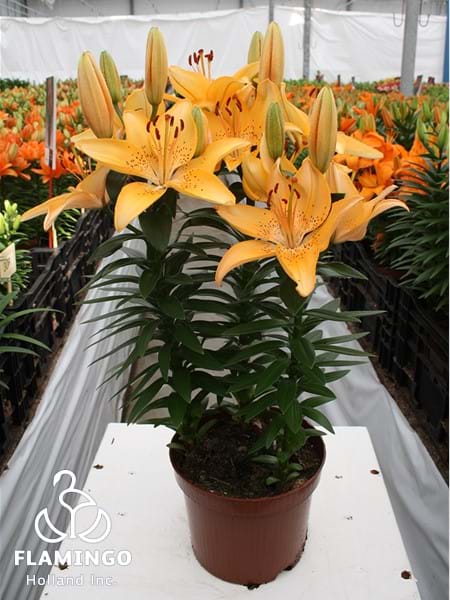 Apricot Joy®