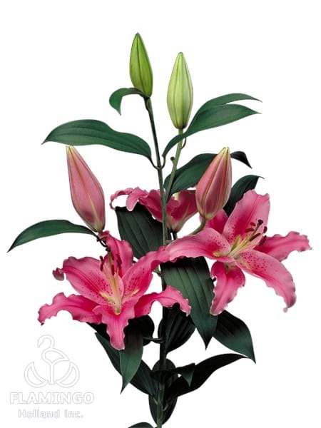 Bernini®