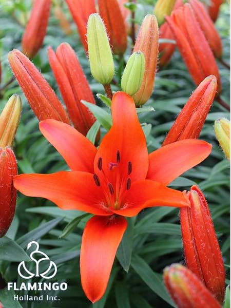 Blushing Joy®