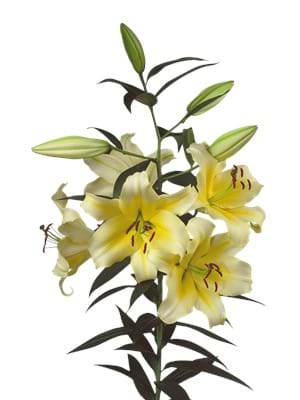 Conca d'Or®