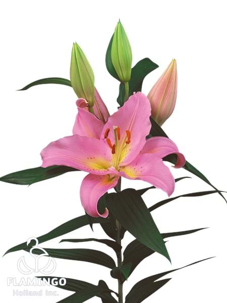 Fenice®