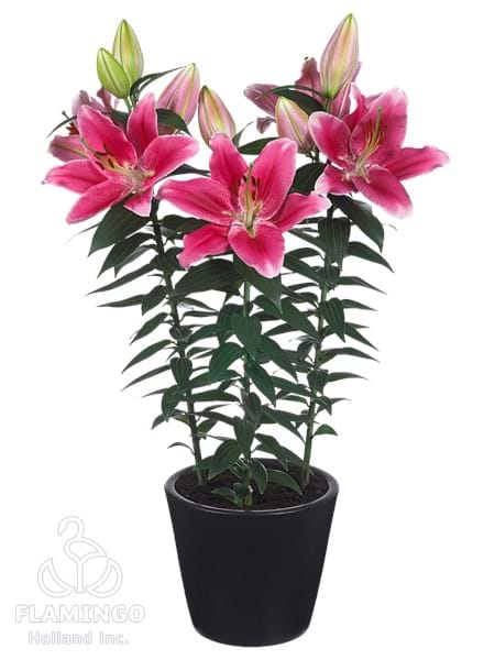 Gentle Romance®