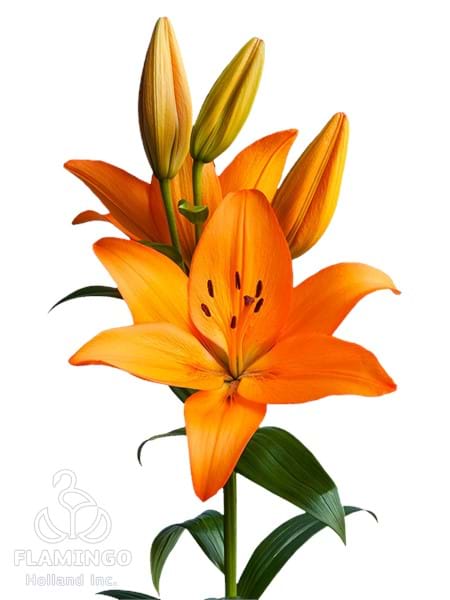 Herenica®