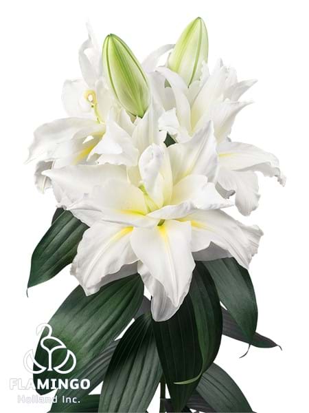 Roselily Jisca®