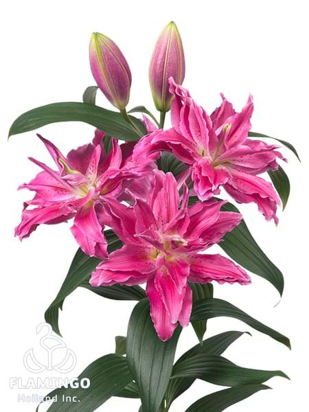 Roselily Julia®