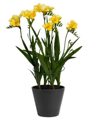 Lovely Yellow®