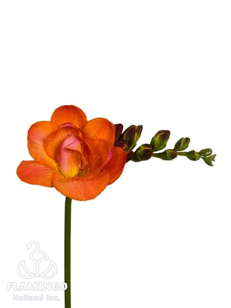 Mandarine®