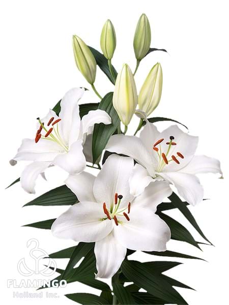 Margriet Slijkerman®