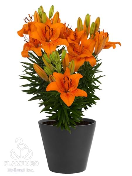 Orange Joy®