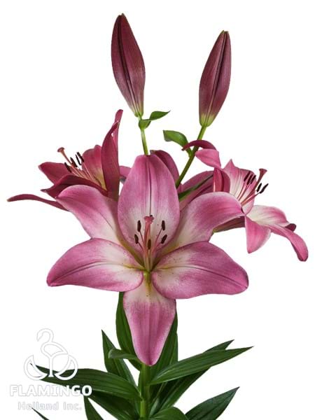 Palena®