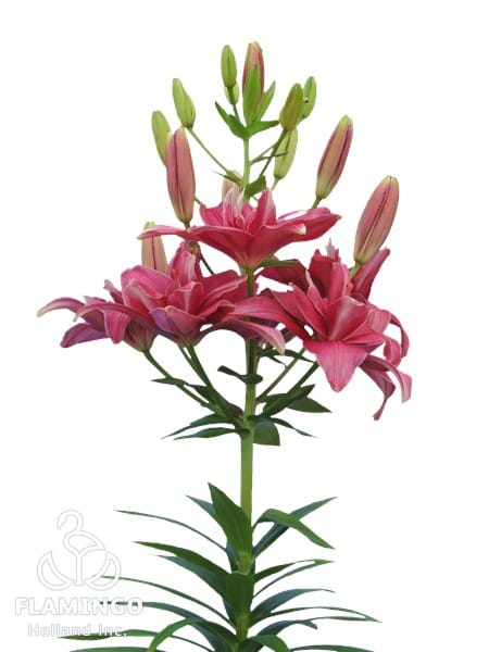 Pink Blossom®