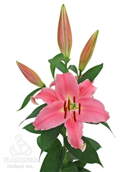 Pink Expression®