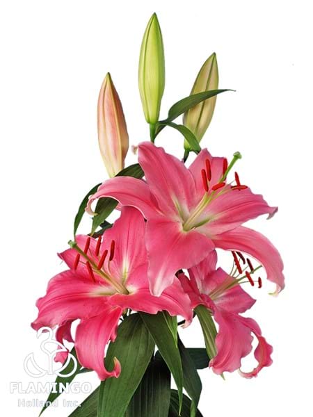 Pink Expression®