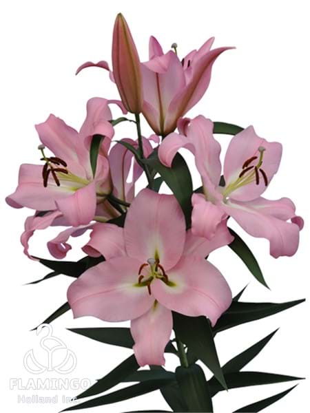 Pink Mist®