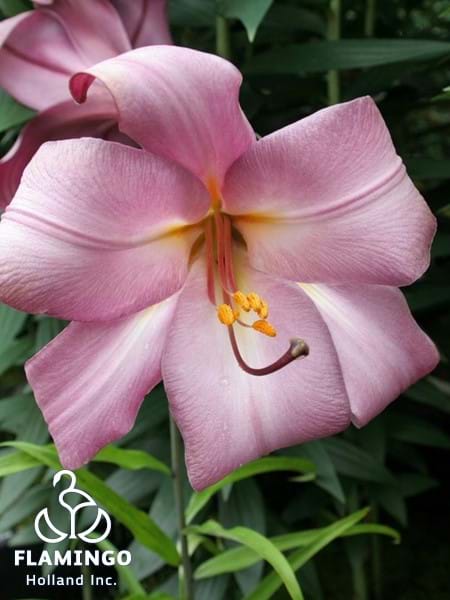 Pink Perfection®