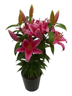 Pink Romance®