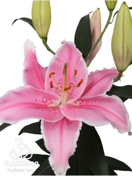 Pink Saffire®