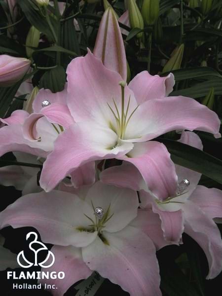 Pink Secret®