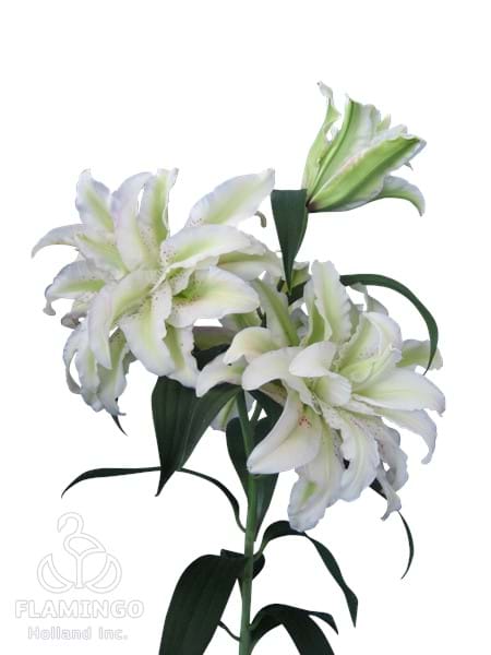 Roselily Annika®