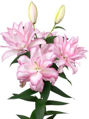 Wholesale Rose Lily Bulbs - Flamingo Holland Inc.