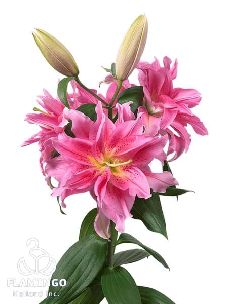 Roselily Barbara®