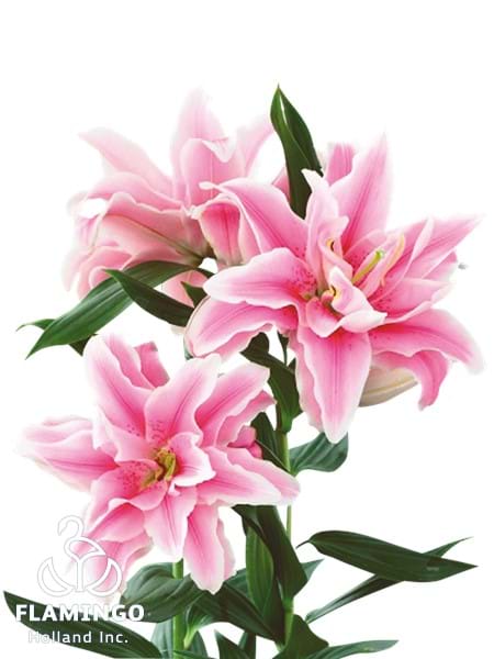 Roselily Belonica®