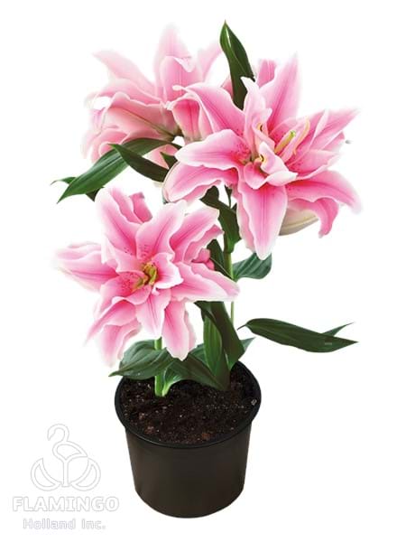 Roselily Belonica®