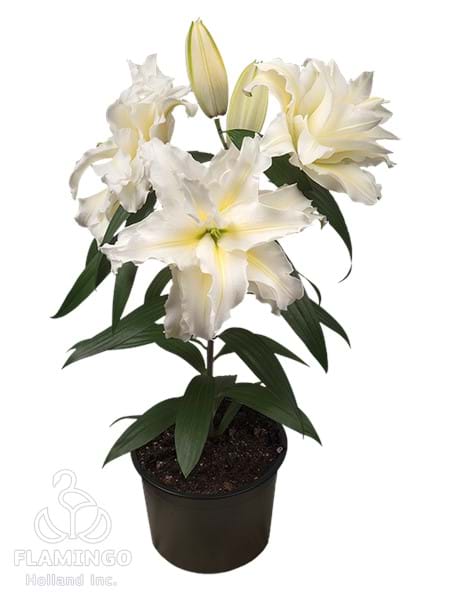 Roselily Carolina®
