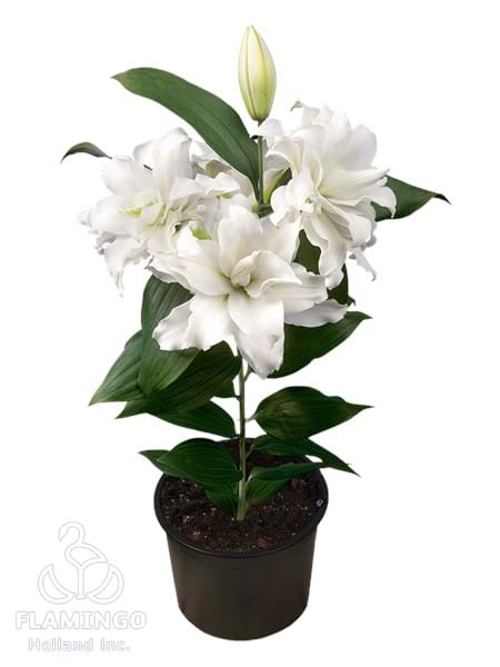 Roselily Corolla®