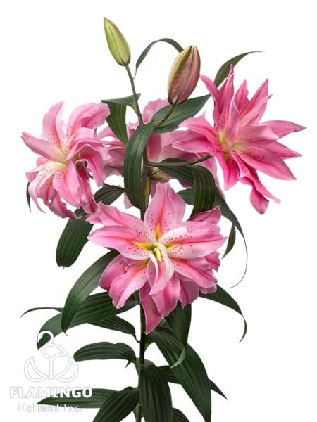 Roselily Felicia®