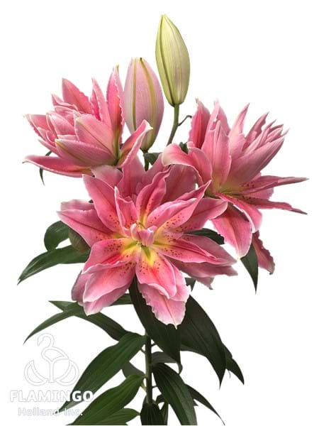 Roselily Gina®