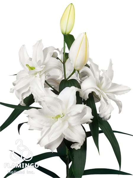 Roselily Kathinka®