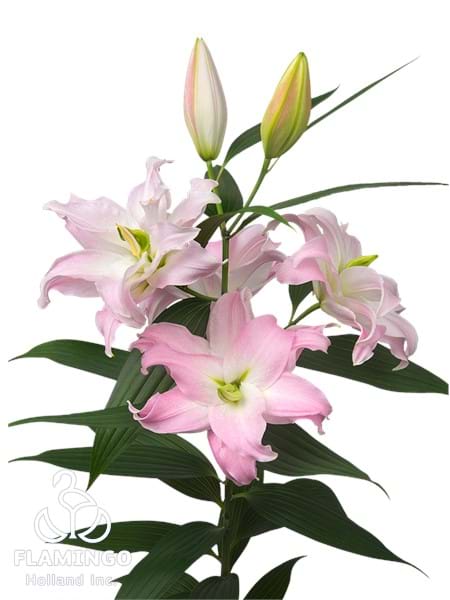 Roselily Kendra®