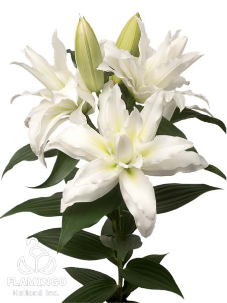 Roselily Leona®