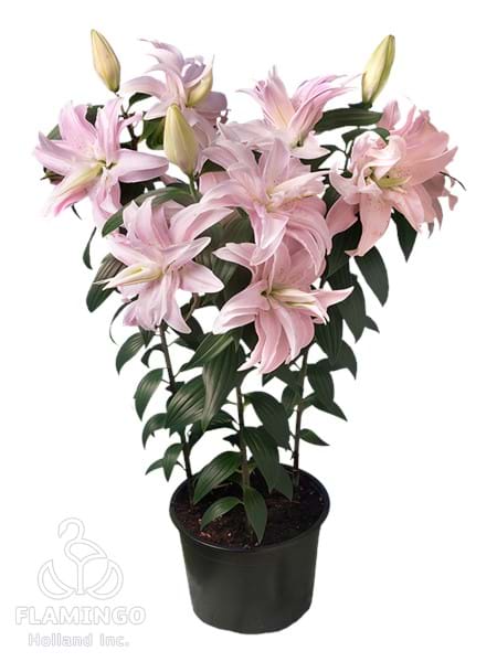 Roselily Liza®