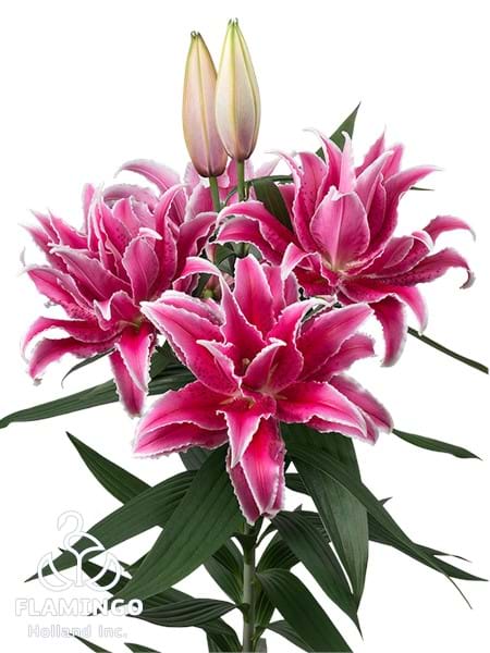 Roselily Lorena®