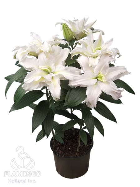 Roselily Mara®