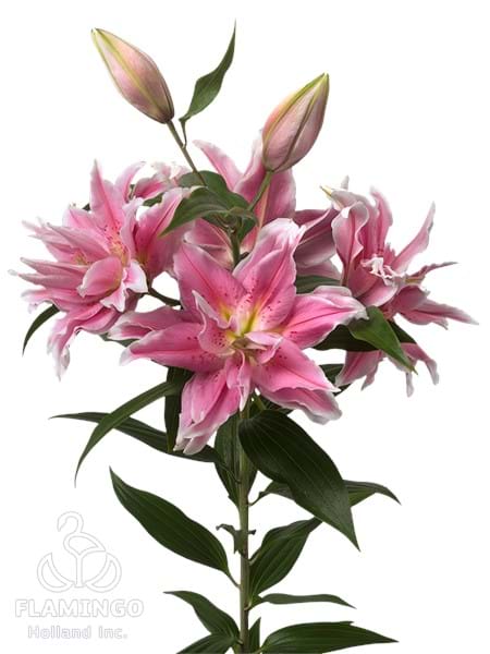 Roselily Natalia®