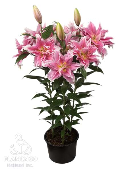 Roselily Natalia®